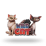 Wild Cat