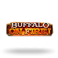 Buffalo on Fire