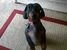 janet.johnstoncolhoff.1