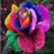 Joyce Walters